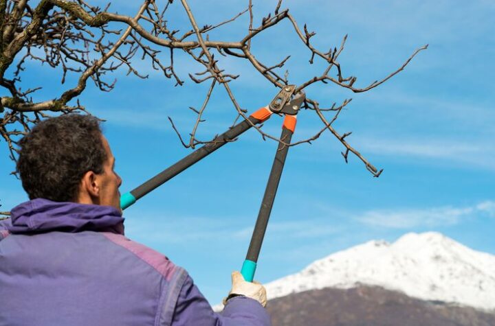 tree service saskatoon